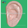 Ear acupuncture model 40CM